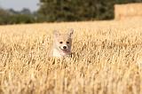 CORGI PEMBROKE 095